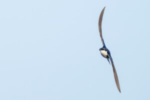 a blue and white bird flying through a blue sky