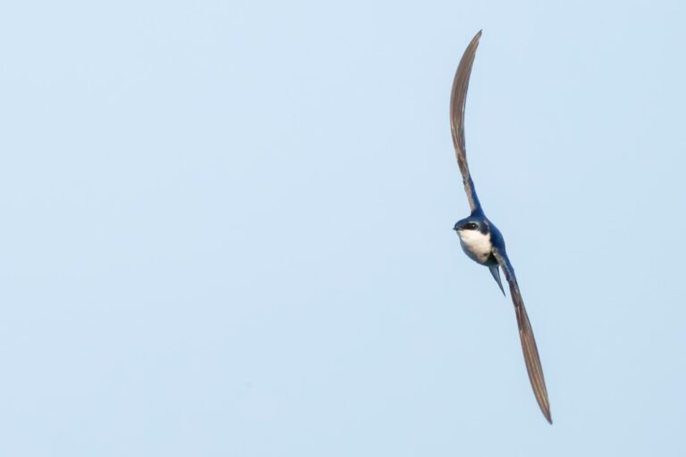 a blue and white bird flying through a blue sky