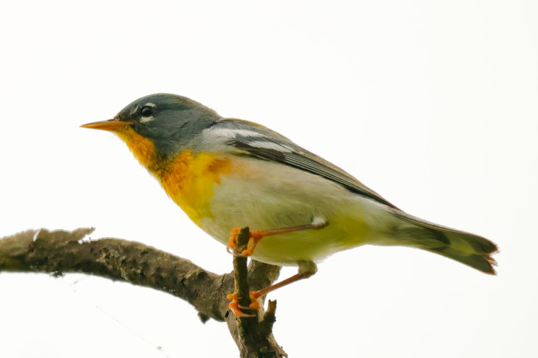 a small bird perched on top of a tree branch